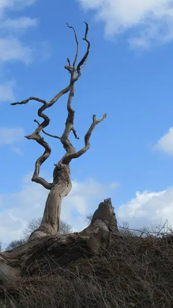 Dh Tree Services Do You Need A Tree Felling Licence Do You Need A Tree Felling Licence