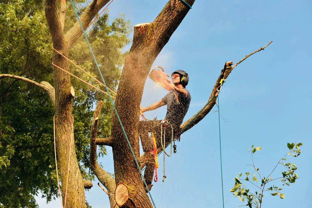 Dh Tree Services When Is Tree Felling Required