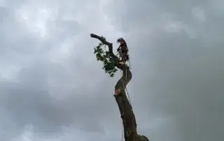 Expert Tree Surgeons in Uckfield Tree surgeons in Uckfield
