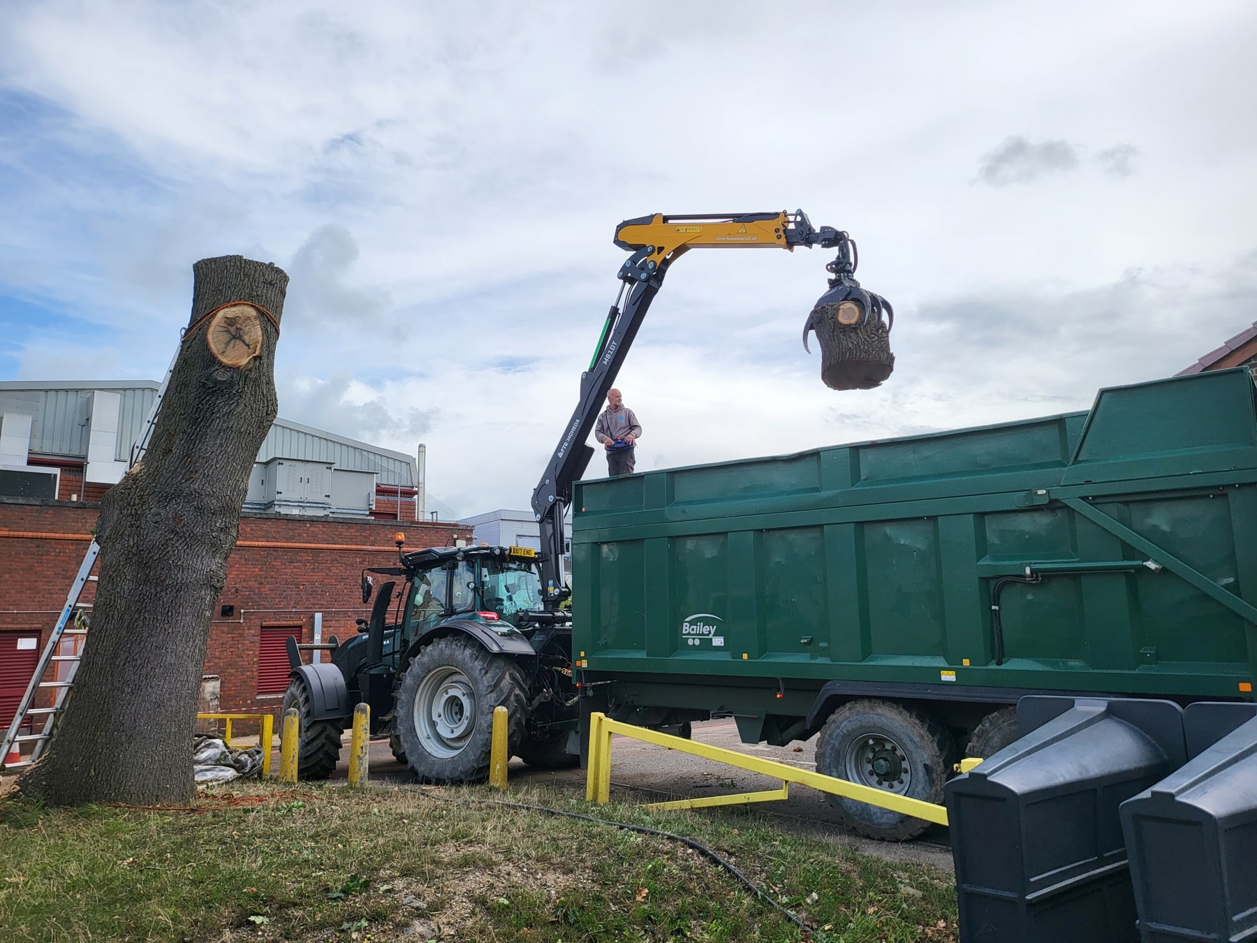 Dead Pine Tree Reduction in Surrey - DH Tree Services