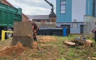 Tree Care Services in Sevenoaks Tree care near Sevenoaks