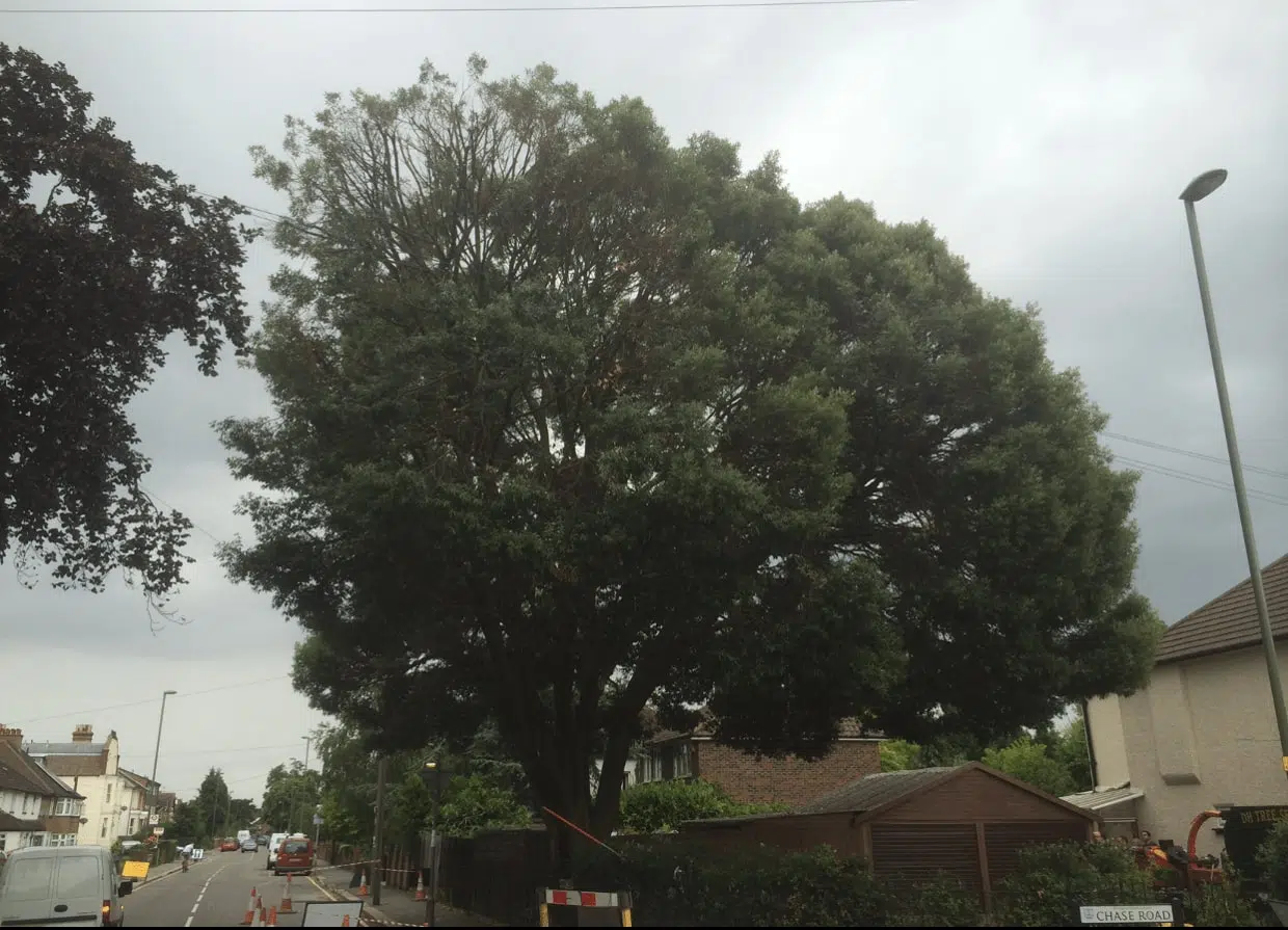 Holm Oak After Holm Oak After