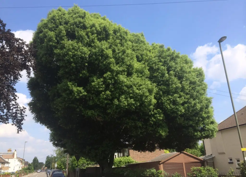 Holm Oak Before