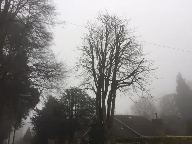 Horse Chestnut After Horse Chestnut After