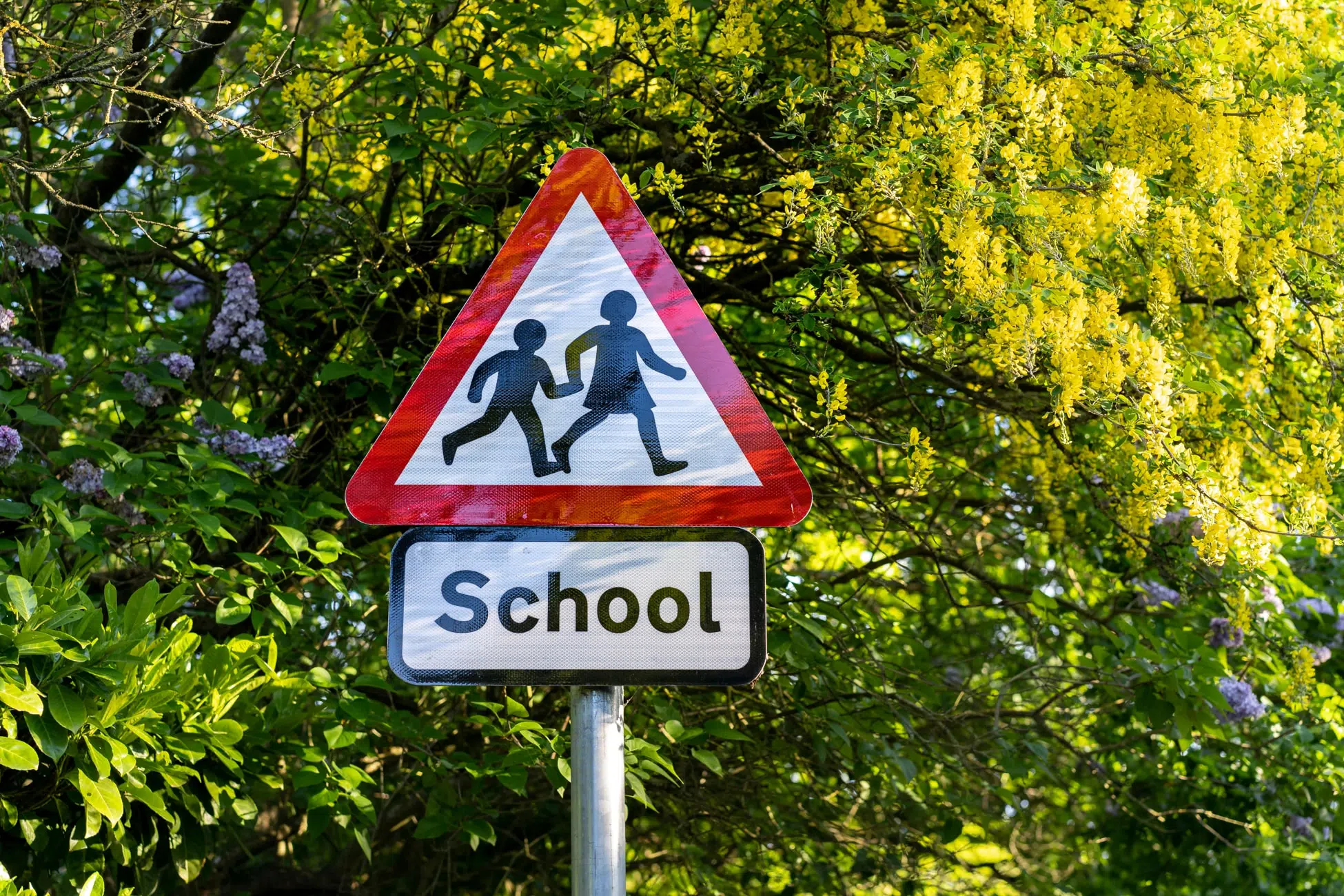 Safe Tree Removals From Schools And College Grounds Safe Tree Removals From Schools And College Grounds