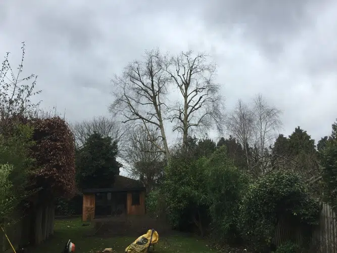 Silver Birch After Silver Birch After