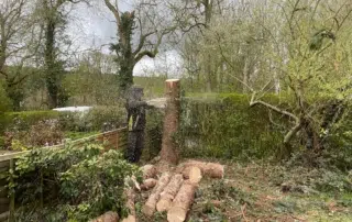 Spruce Removal In Redhill (5) Spruce Removal In Redhill (5)