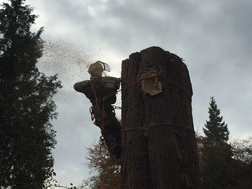 Surrey Tree Surgeons (2) Surrey Tree Surgeons (2)