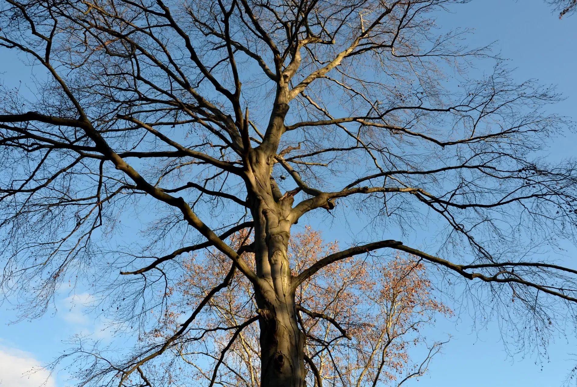 Tree Surgery Sos Can You Save A Tree With Honey Fungus