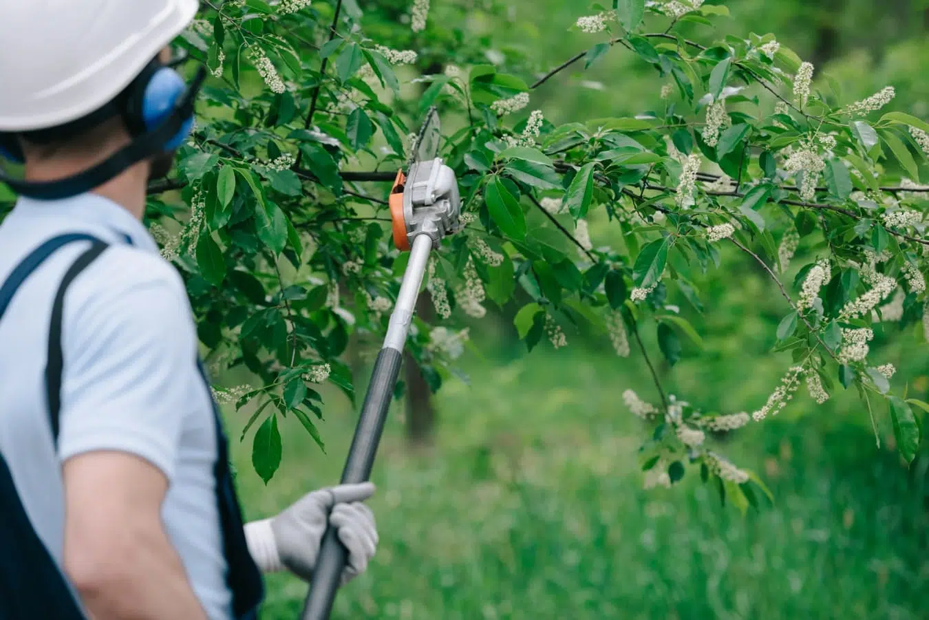 What Qualifications Does A Professional Tree Surgeon Need