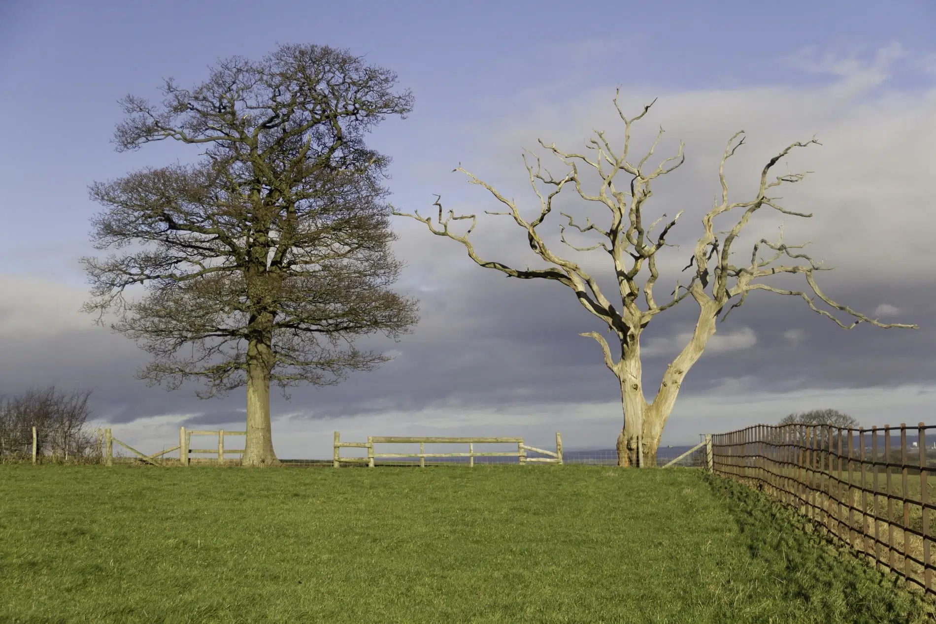 Why Remove Deadwood From Your Trees Why Remove Deadwood From Your Trees