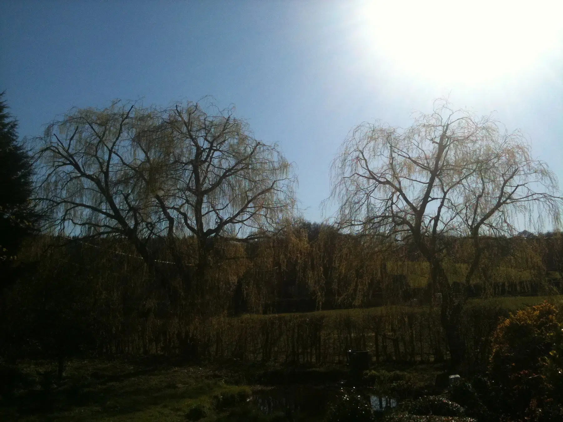 Willow Tree Reduction In Horsham Willow Tree Reduction In Horsham