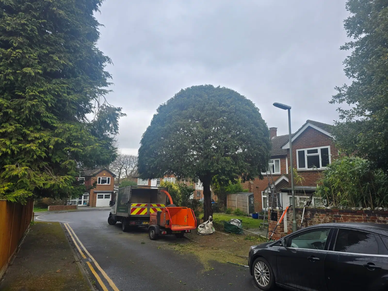 Yew Trim After