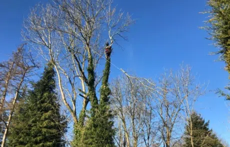 Ash Tree Felling Ash Tree Felling