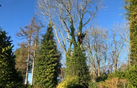 Ash Tree Removal Ash Tree Removal
