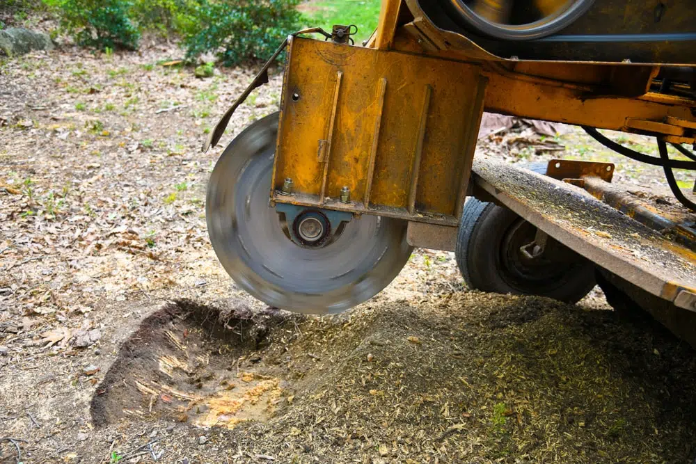 Benefits Of Tree Stump Grinding Benefits Of Tree Stump Grinding