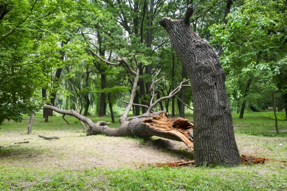 Can You Save A Dying Tree