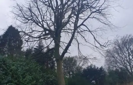 Chaldon Beech Tree Case Study 3 Chaldon Beech Tree Case Study 3