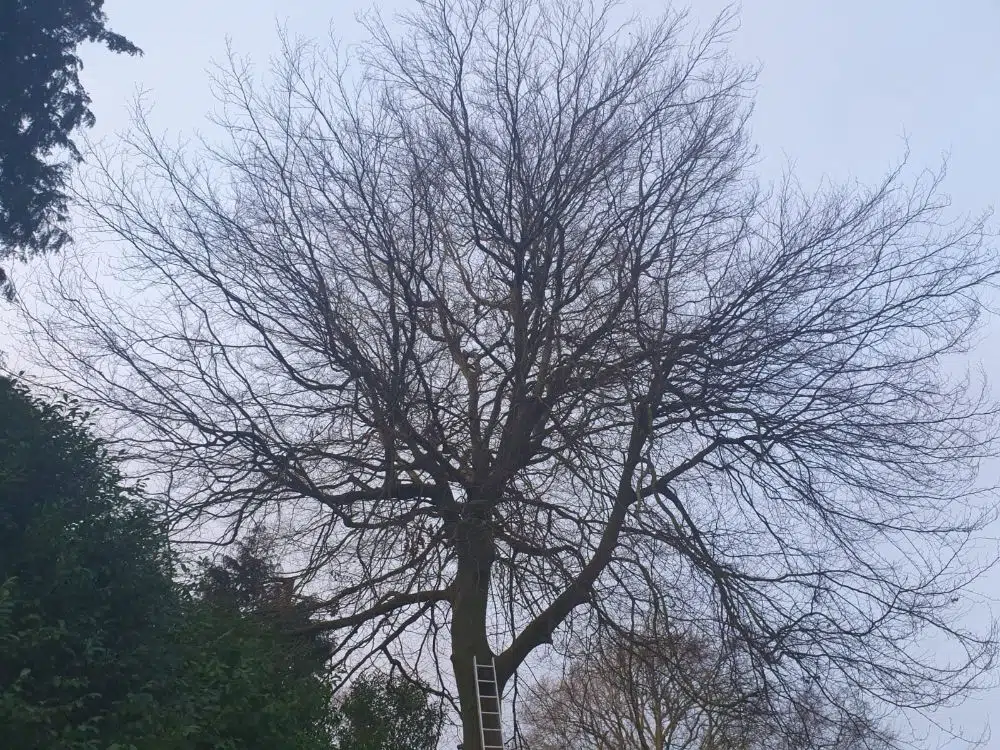 Chaldon Beech Tree Case Study 6 Chaldon Beech Tree Case Study 6