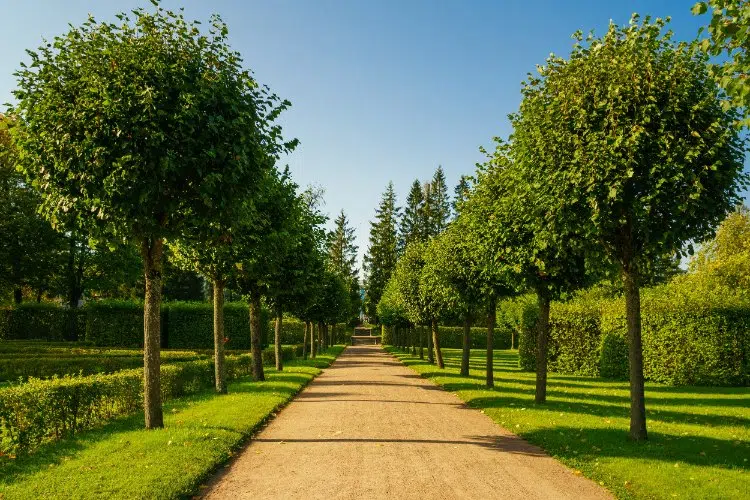 Commercial Tree Care Surrey
