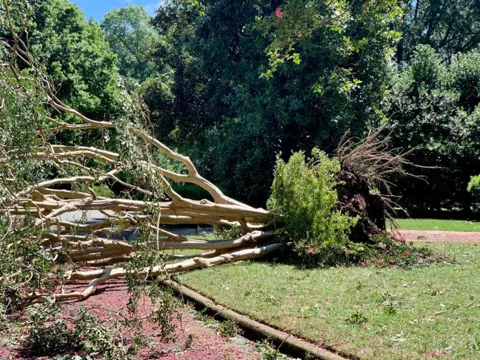 Emergency Arborists Coulsdon