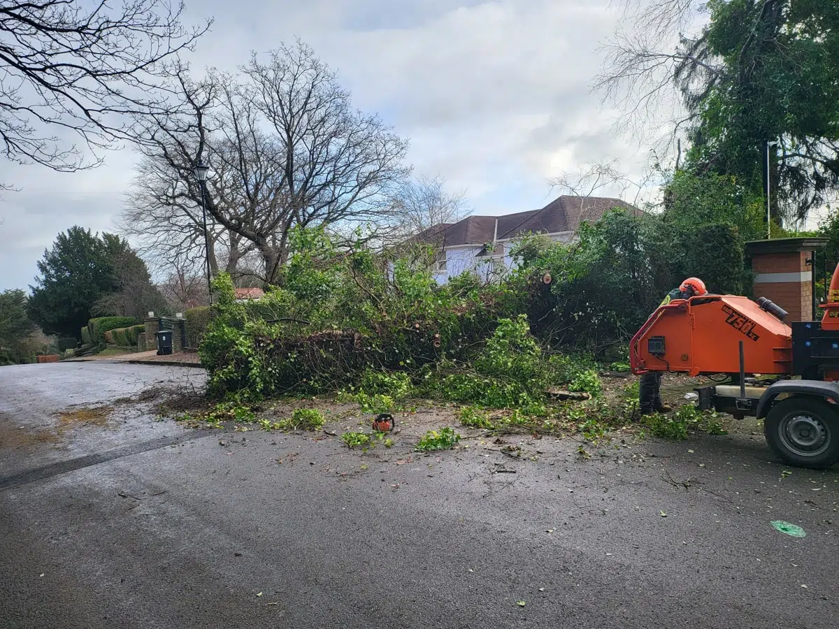 Emergency Tree Removal Purley (3) Emergency Tree Removal Purley (3)