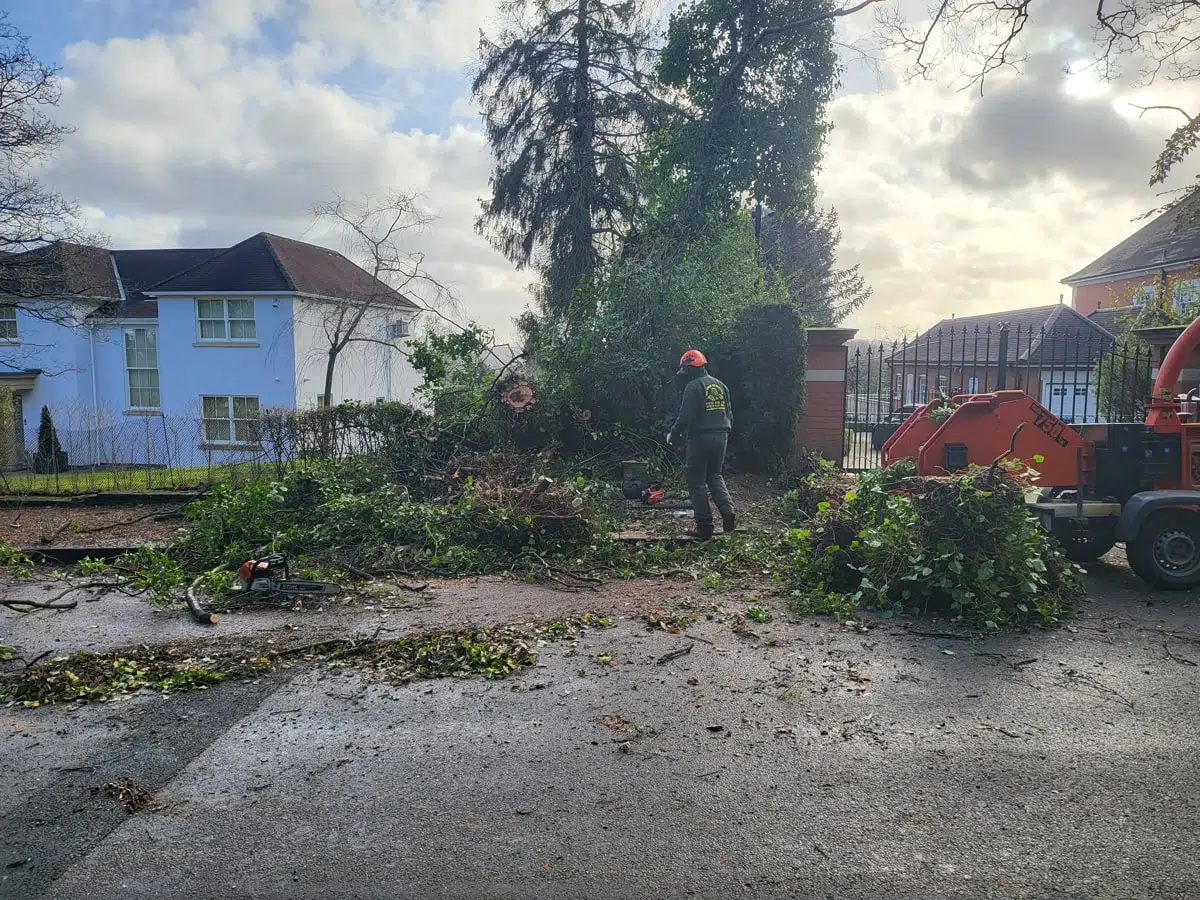 Emergency Tree Removal Purley (4) Emergency Tree Removal Purley (4)