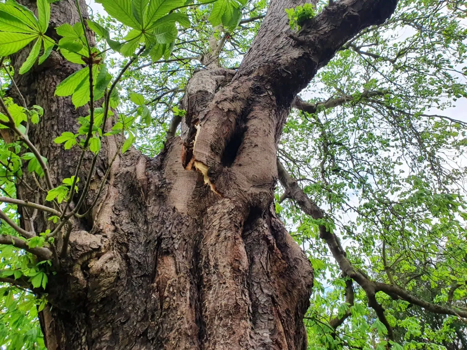 Emergency Tree Services 1 Emergency Tree Services 1