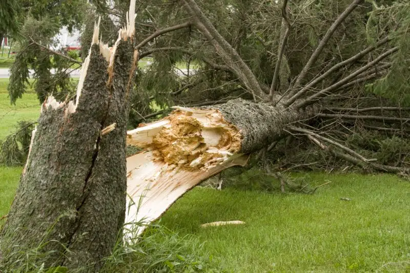 Emergency Tree Surgeons Warlingham