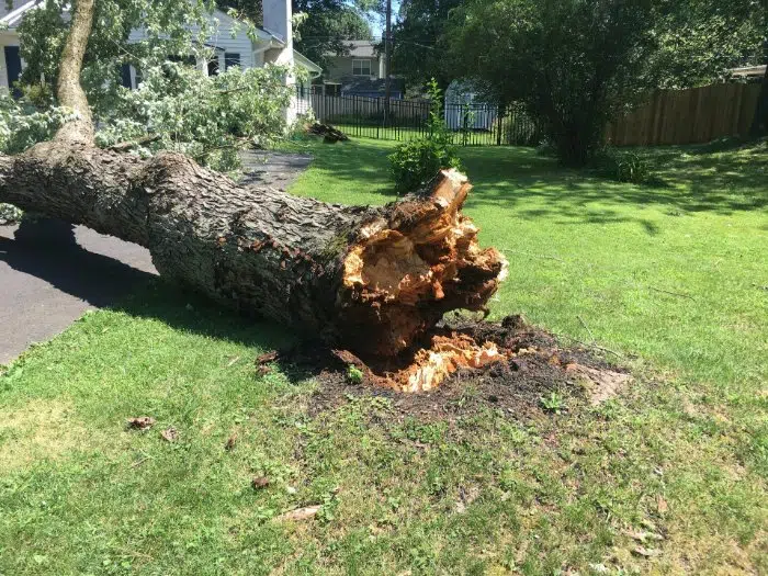 Esher Tree Removal Esher Tree Removal