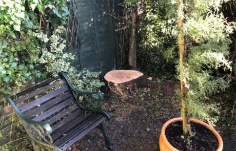 Ewell Tree Surgery Ewell Tree Surgery