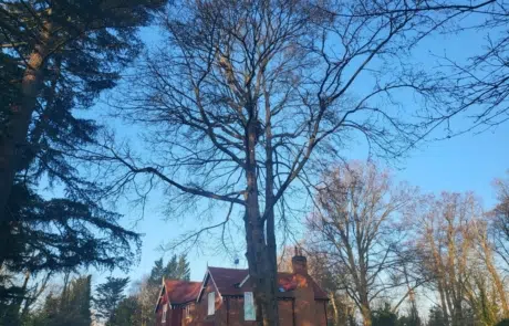 Extra Large Sycamore Removal 1 Extra Large Sycamore Removal 1