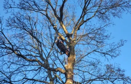 Extra Large Sycamore Removal 2 Extra Large Sycamore Removal 2