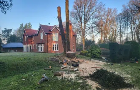 Extra Large Sycamore Removal 4 Extra Large Sycamore Removal 4