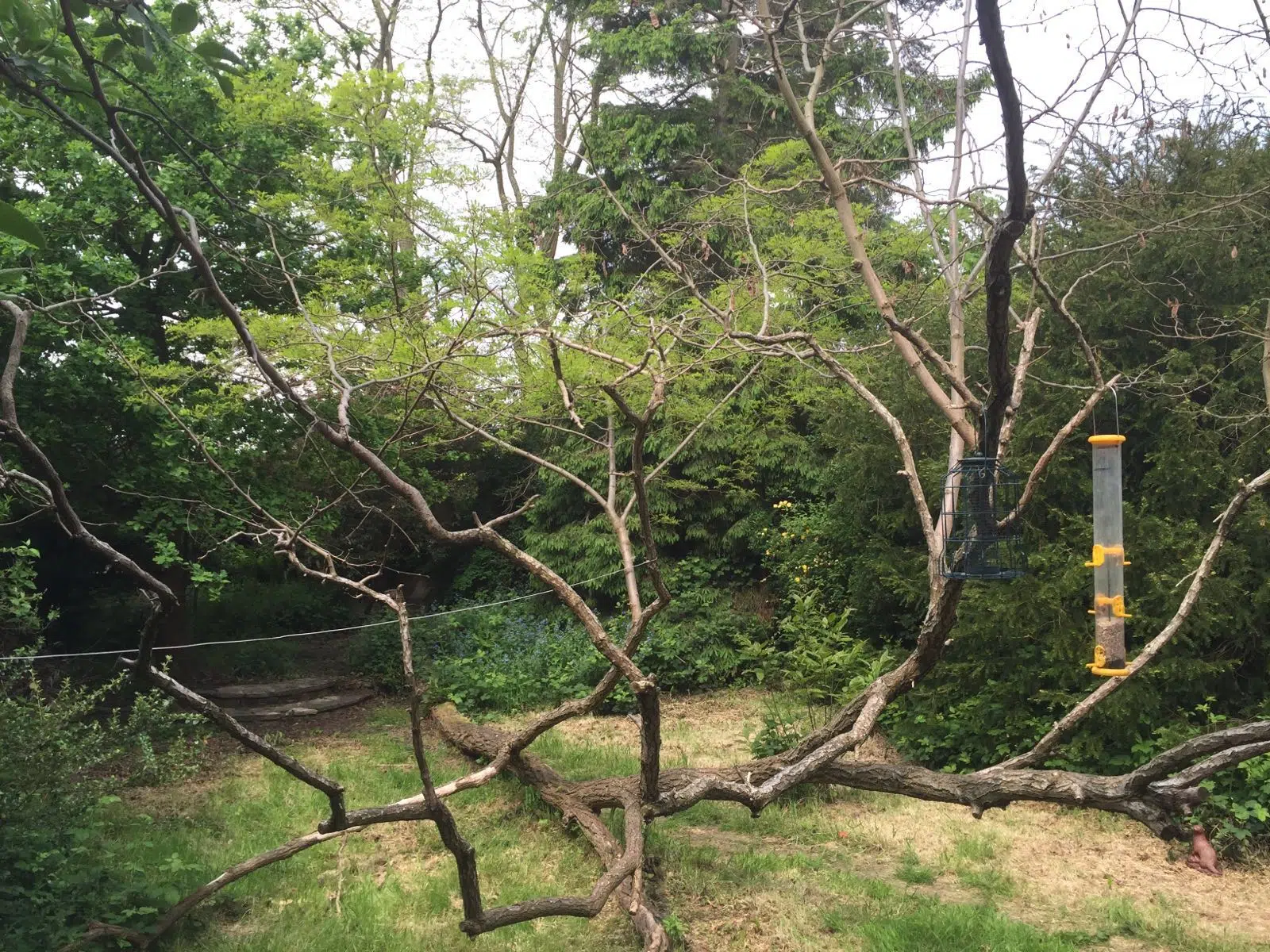 Garden Clearance Redhill