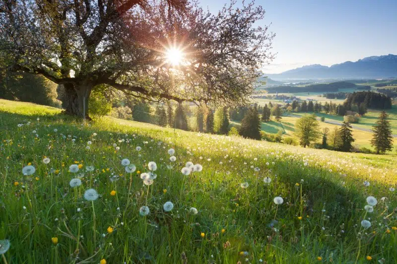How To Improve The Health Of Your Trees How To Improve The Health Of Your Trees