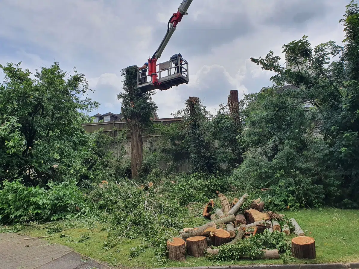 Expert Tree Surgeon in Copthorne tree surgeon in Copthorne