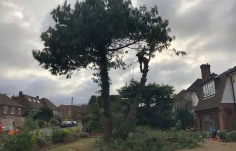 Pine Removal Sutton1