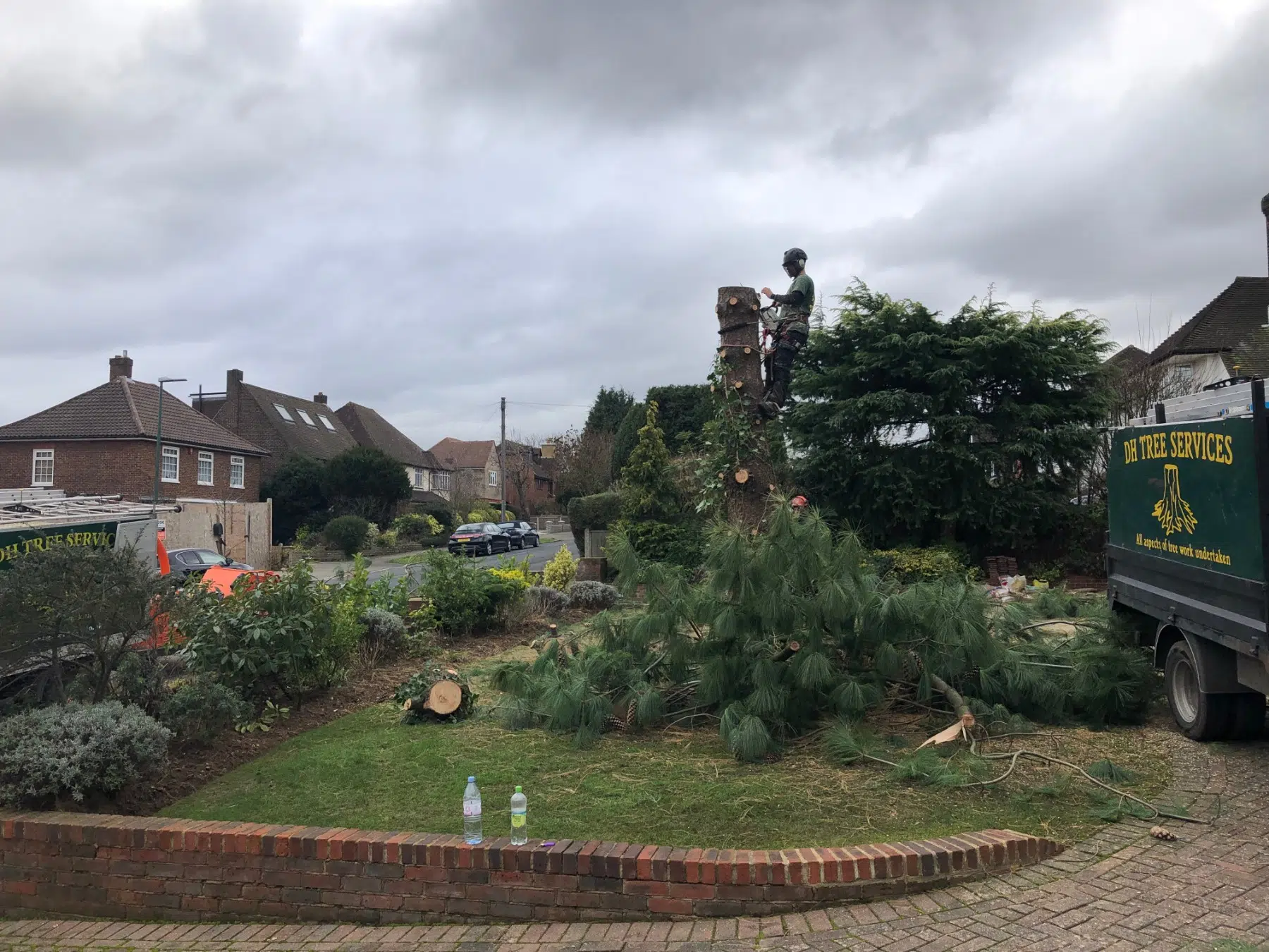 Pine Tree Removal Surrey3