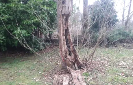 Removal Dead Tree Reigate 3 Removal Dead Tree Reigate 3
