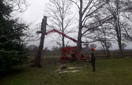 Removal Dead Tree Reigate 5 Removal Dead Tree Reigate 5
