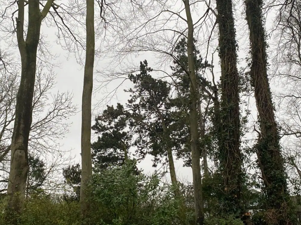 Tree Crown Thinning Services 2 Tree Crown Thinning Services 2