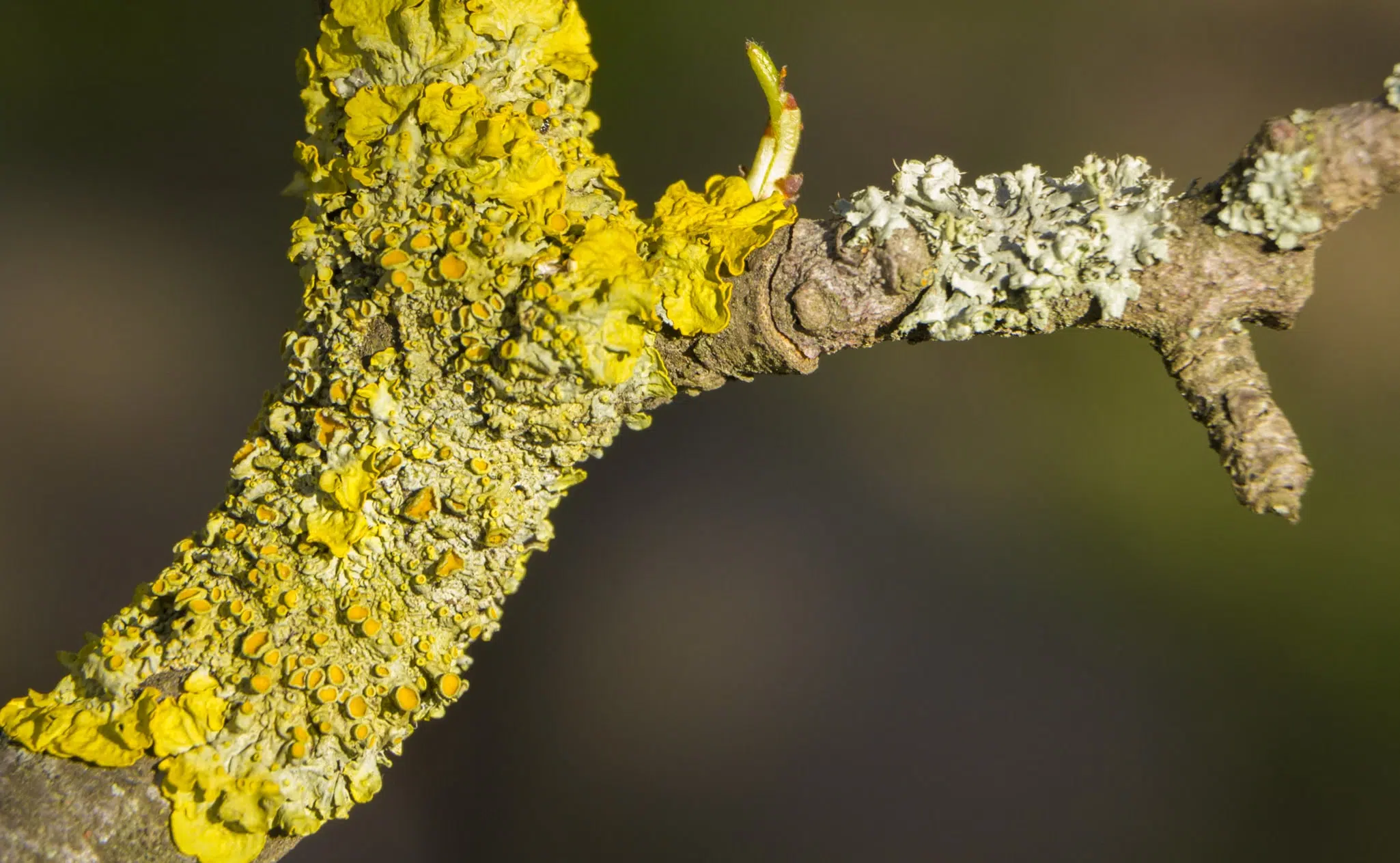 Tree Disease