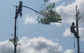 Tree Felling Reigate Tree Felling Reigate