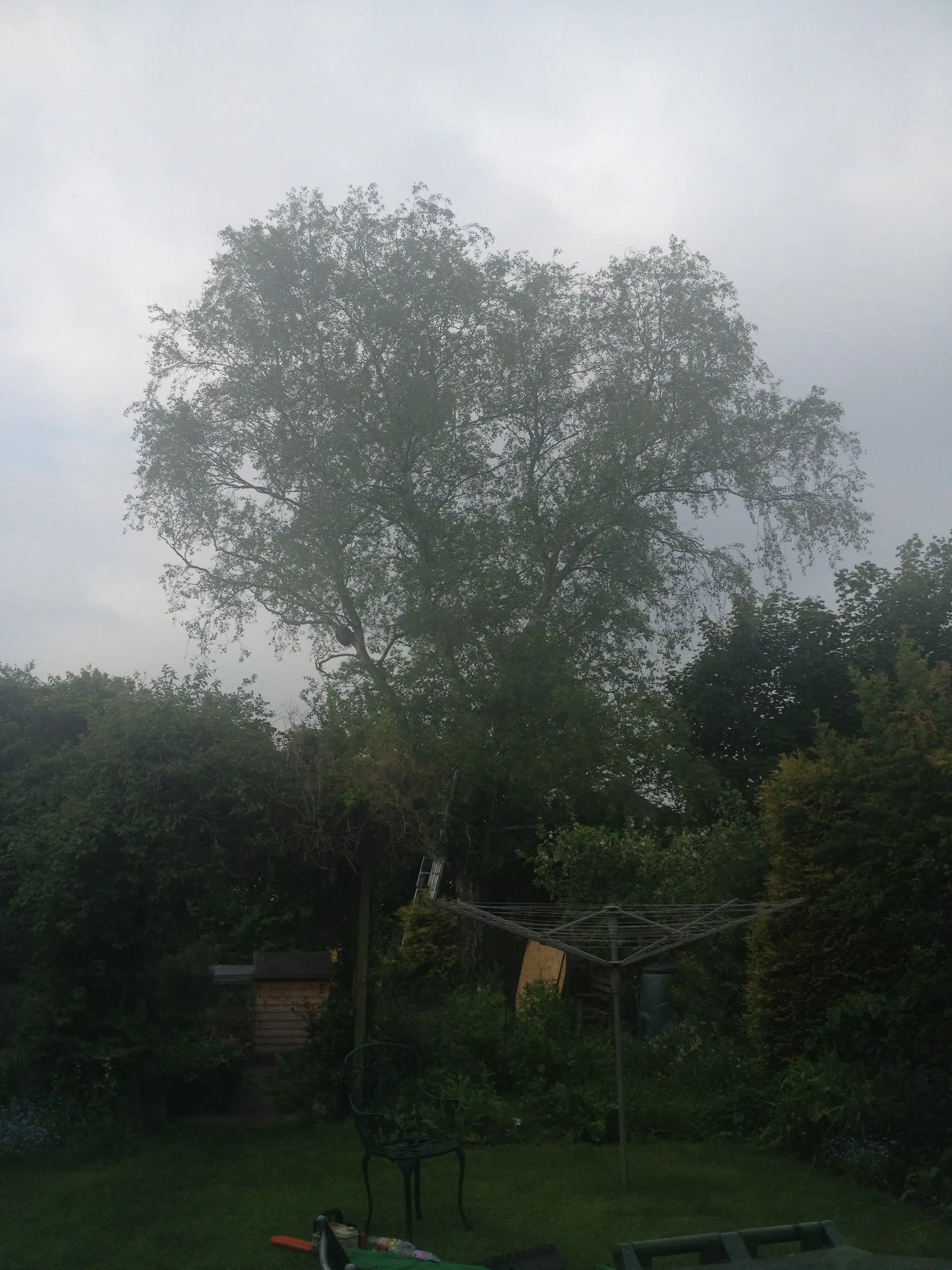 Tree Maintenance Surrey