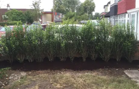 Tree Planting After