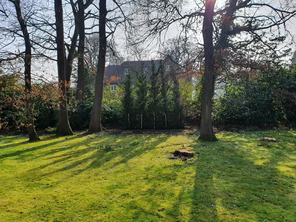 Expert Tree Surgeon Godalming Tree surgeon in Godalming
