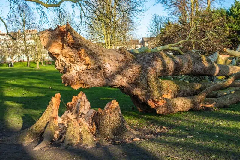Tree Removal Reigate Tree Removal Reigate