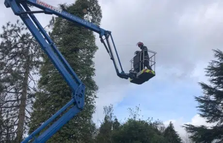 Tree Removal Sutton Tree Removal Sutton