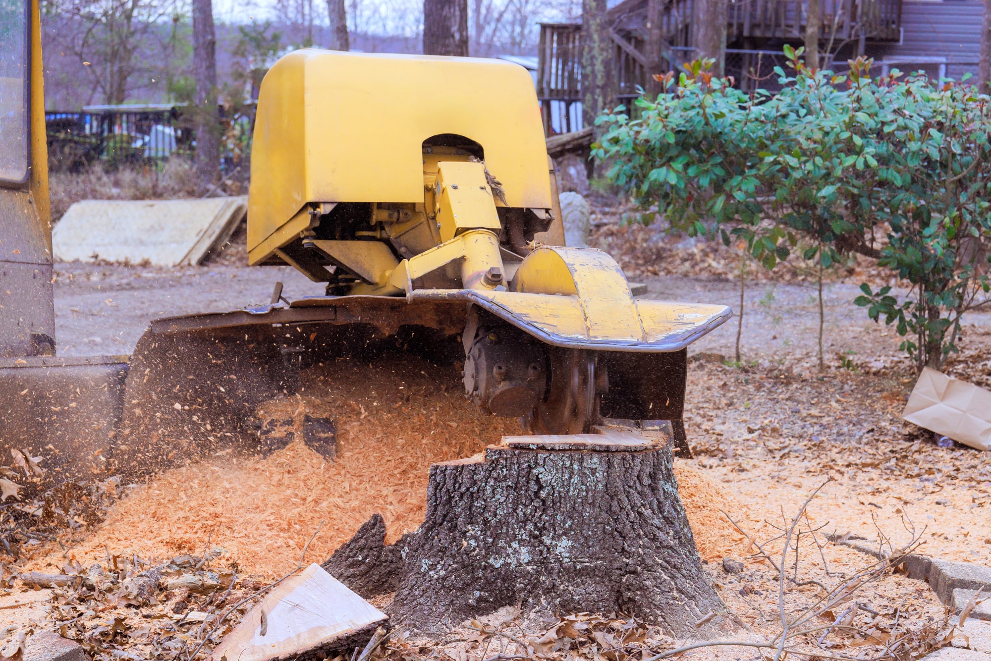 Stump Grinding Vs Herbicides